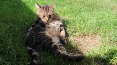 Kedi yeşil çimenler üzerinde kendini yalıyor 