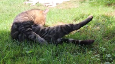 Kedi yeşil çimenler üzerinde kendini yalıyor 