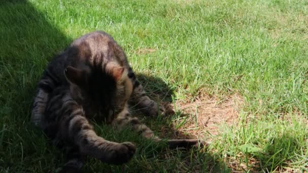 Γάτα Γλείφει Τον Εαυτό Του Στο Πράσινο Γρασίδι — Αρχείο Βίντεο