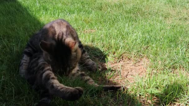 Katze Leckt Sich Auf Dem Grünen Gras — Stockvideo