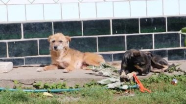 köpek yeşil çim kendini yalıyor 