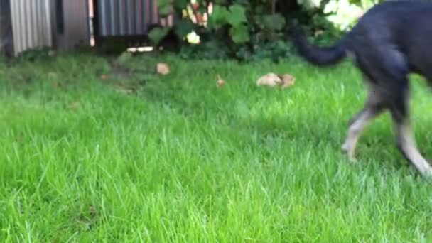 Dog Licks Himself Green Grass — Stock Video