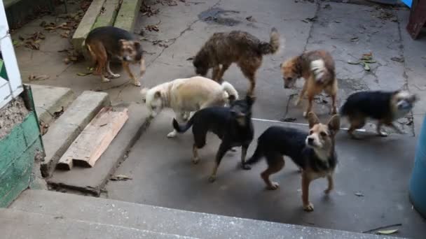 Amistad Entre Humanos Mascotas Animales — Vídeo de stock