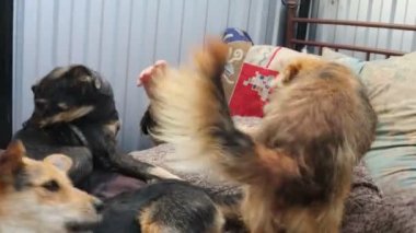 İnsanlar ve hayvanlar arasındaki dostluk, hayvanlar