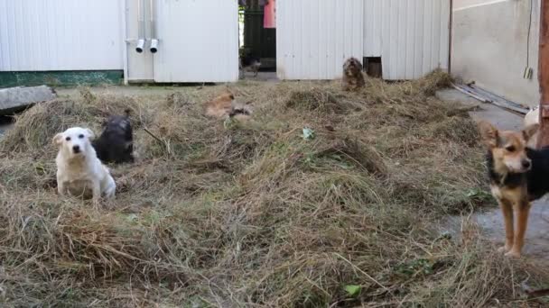 Amistad Entre Humanos Mascotas Animales — Vídeo de stock