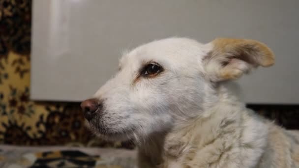 Amistad Entre Humanos Mascotas Animales — Vídeo de stock