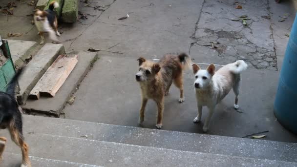 Amistad Entre Humanos Mascotas Animales — Vídeo de stock