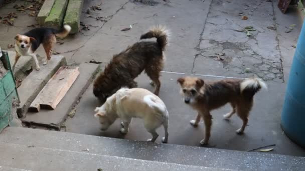 Amistad Entre Humanos Mascotas Animales — Vídeo de stock