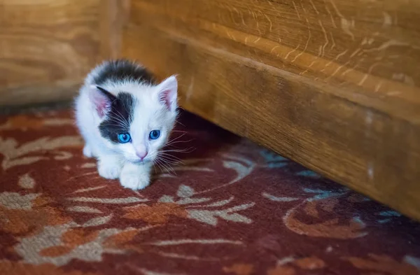 Wit Katje Met Een Zwarte Vlek Snuit Blauwe Ogen — Stockfoto