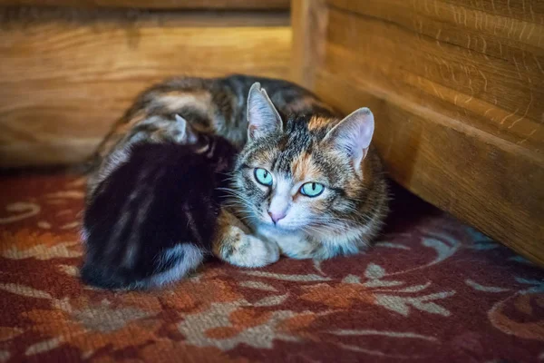 Gevlekte Kat Moeder Zwarte Kitten Haar Consumptiemelk — Stockfoto