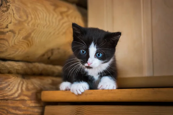 Gatinho Preto Branco Com Olhos Azuis Uma Prateleira Madeira — Fotografia de Stock