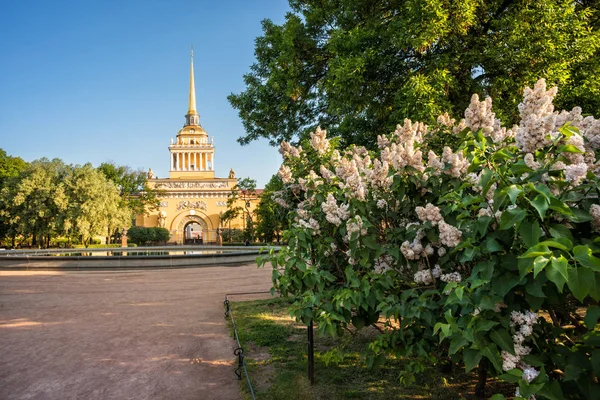 Struiken Van Witte Seringen Buurt Van Admiraliteit Gebouw Sint Petersburg — Stockfoto