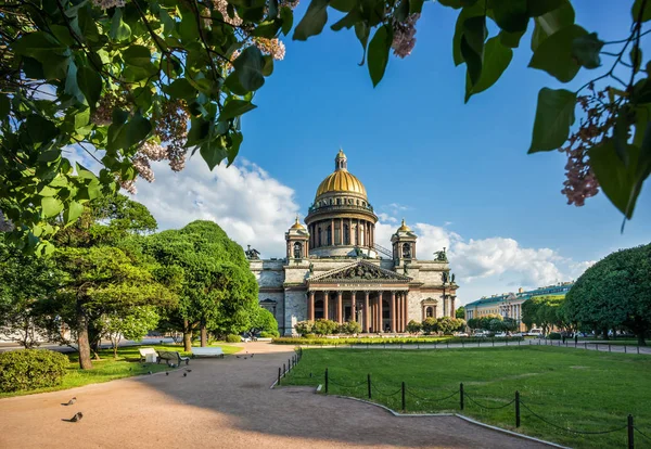 在一个夏日阳光明媚的清晨 在圣彼得堡公园的蓝天和丁香花的圣艾萨克大教堂 — 图库照片