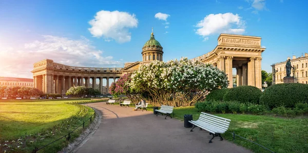 Kazan Katedralen Petersburg Upplyst Morgon Sommarsol Och Buskar Blommande Syrener — Stockfoto