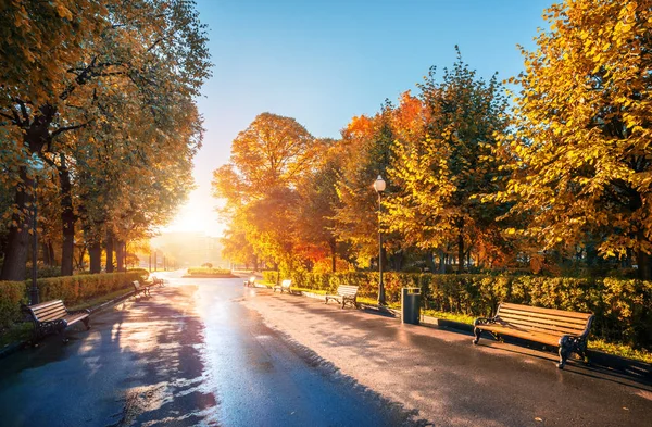 Bänkar Rad Parken Hösten Tidigt Morgonen Och Solens Strålar Ljus — Stockfoto