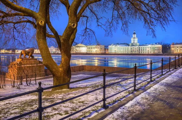 Blue winter morning in St. Petersburg with a view of the Kunstkamera and the lion on the embankment