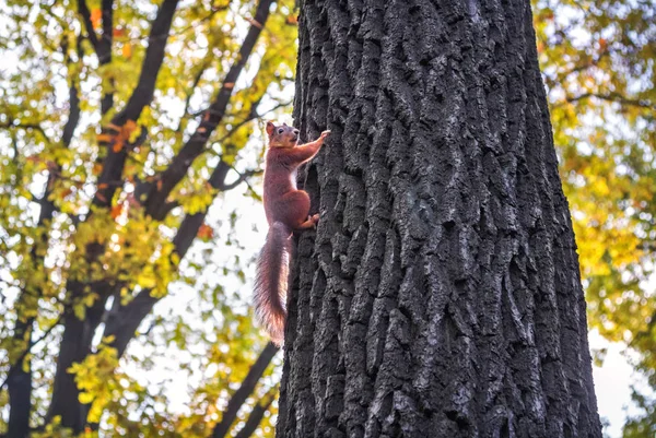 Um esquilo em uma árvore em Tsarskoe Selo — Fotografia de Stock