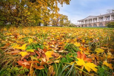 Sonbahar parkta yalan yaprakları