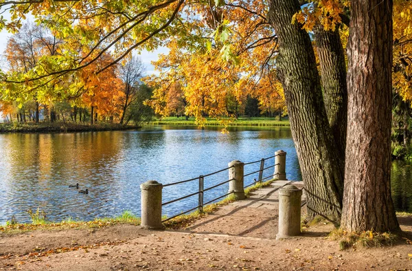 Ducks in the pond in Tsarskoye Selo — Stock Photo, Image