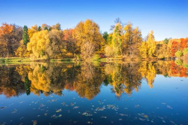 Sonbahar, güneşli bir sonbahar gününde Moskova 'nın Tsaritsyno kentindeki bir gölette ayna yansıması olan çok renkli ağaçlar.