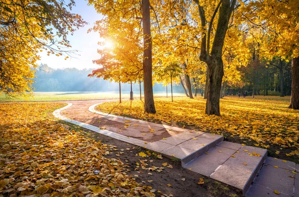 Gyllene Höstträd Tsaritsyno Park Moskva Och Kurvan Gränden Tidig Solig — Stockfoto