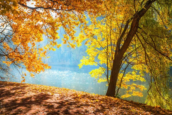 Hojas Amarillas Rojas Otoño Los Árboles Luz Brillante Del Sol —  Fotos de Stock