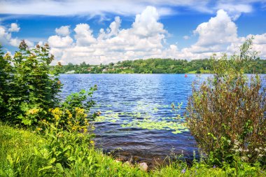 Plyos şehrindeki sularda zambaklar ve kıyıda yeşil çimenler bulunan mavi renkli Volga nehri.