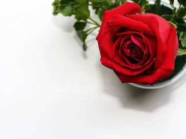 Beyaz arka planda kırmızı gül. Düğün kartı, tebrik kartı, evlilik konsepti için kullanabilirsiniz. Romantik arka plan.