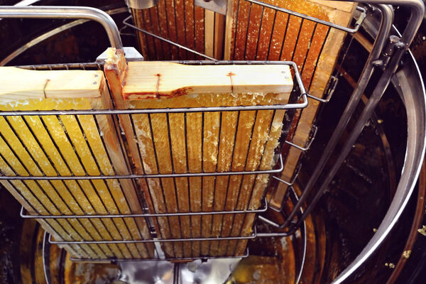 Photo of pumping honey from bee honeycombs in a honey extractor