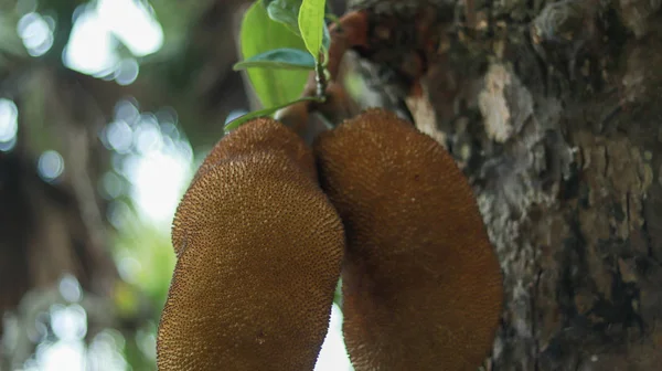 Two Jackfruits Hanging Tree — Stock Photo, Image