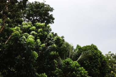 Bulutlu karanlık gökyüzü ile yeşil ağaçlar yapraklar.