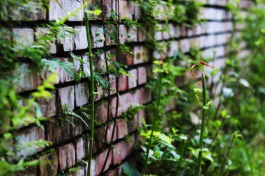 Tuğla ve doğal ağaçlar dan duvar.