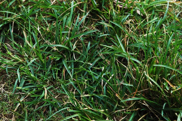Verde bela grama natural no campo — Fotografia de Stock