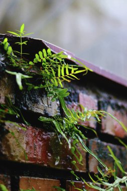Eğrelti otları yağmurlu bir sezonda duvarda