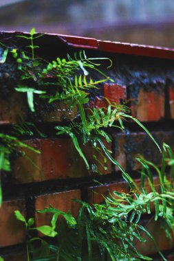 Eğrelti otları yağmurlu bir sezonda duvarda