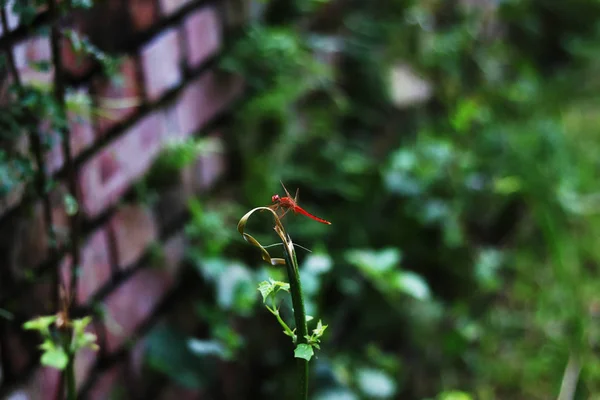 작은 나무에 앉아 있는 붉은 잔디 호퍼 — 스톡 사진