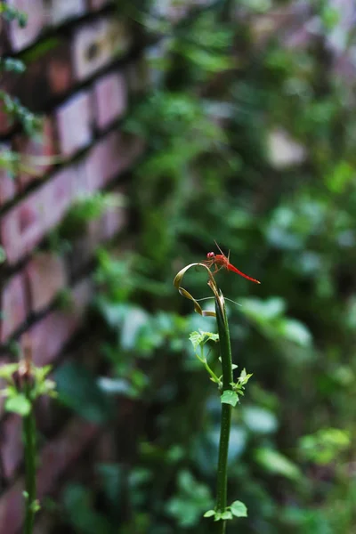 Trémie d'herbe rouge est assis sur un petit arbre — Photo