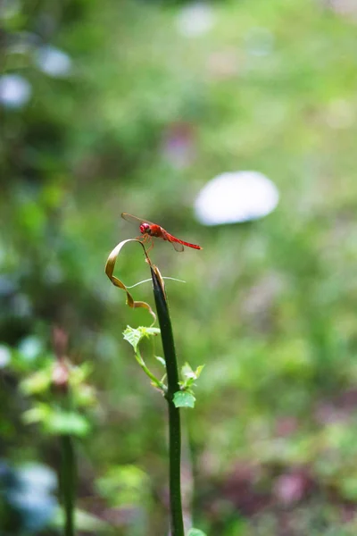 Roter Grastrichter sitzt auf einem langen Grasblatt — Stockfoto