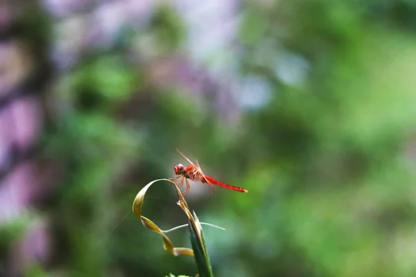 Red Grass Hopper zit op een lang blad van een gras — Stockfoto