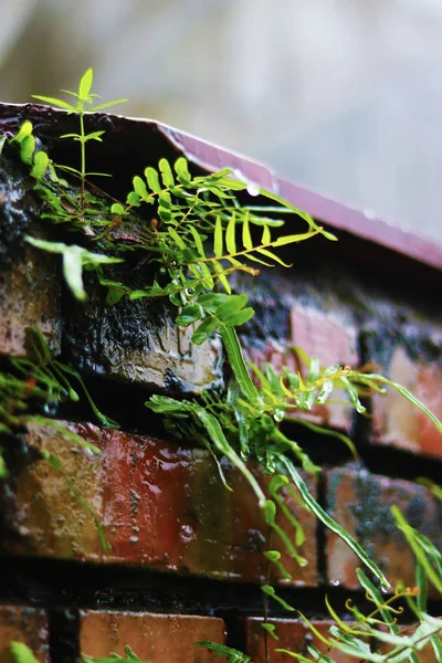 Eğrelti otları yağmurlu bir sezonda duvarda