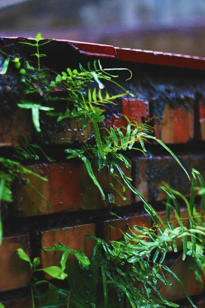 Eğrelti otları yağmurlu bir sezonda duvarda