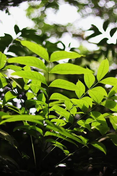 bir ağacın yeşil yaprakları