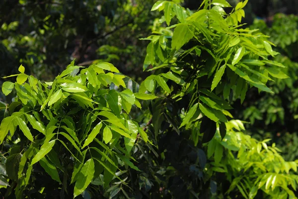 Zielone liście drzewa — Zdjęcie stockowe