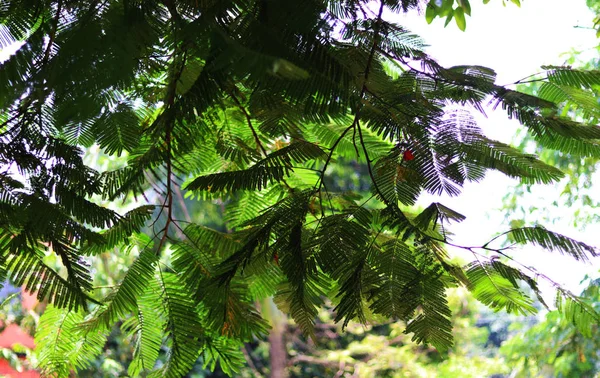 Foglie verdi di un albero — Foto Stock