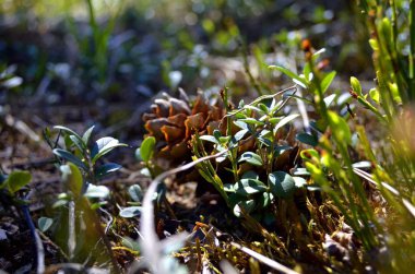 İlkbaharda arka plan çim üzerinde ormanda yosun ladin koni