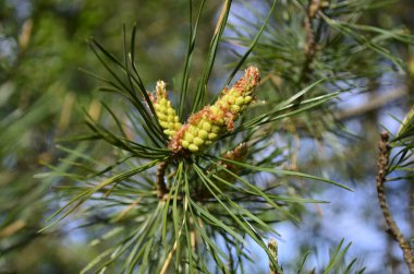 Dal çam whis konileri ilkbaharda arka plan mavi gökyüzü