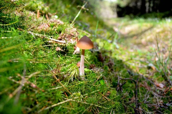 Cogumelo Primavera Musgo Floresta — Fotografia de Stock