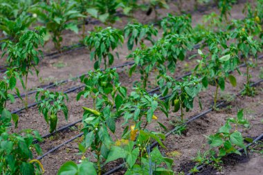 Bahçede biber yetiştirme sırası. Damla masuyu