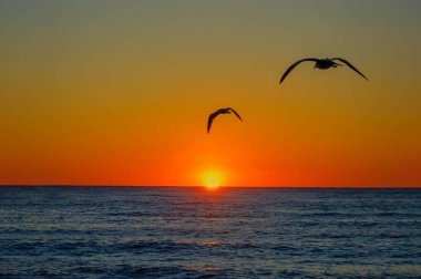 Gün doğumu, deniz üzerinde uçan martılar