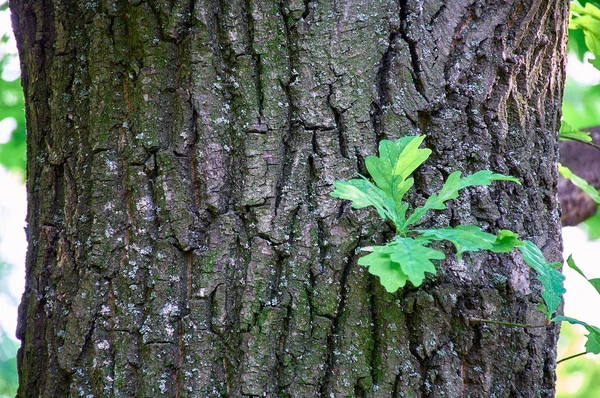 Brote Verde Que Crece Corteza Del Árbol — Foto de Stock